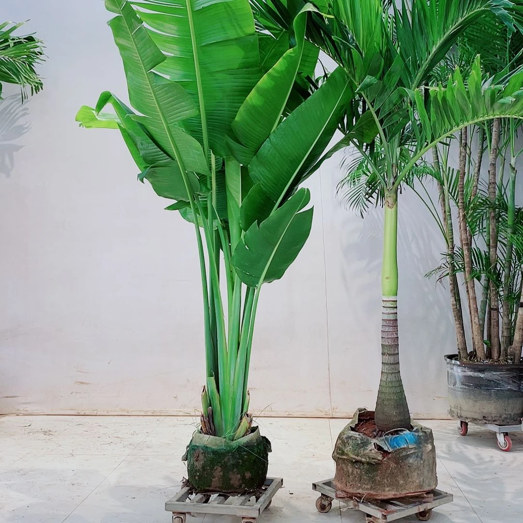 完全开放迦****熊35789990000990