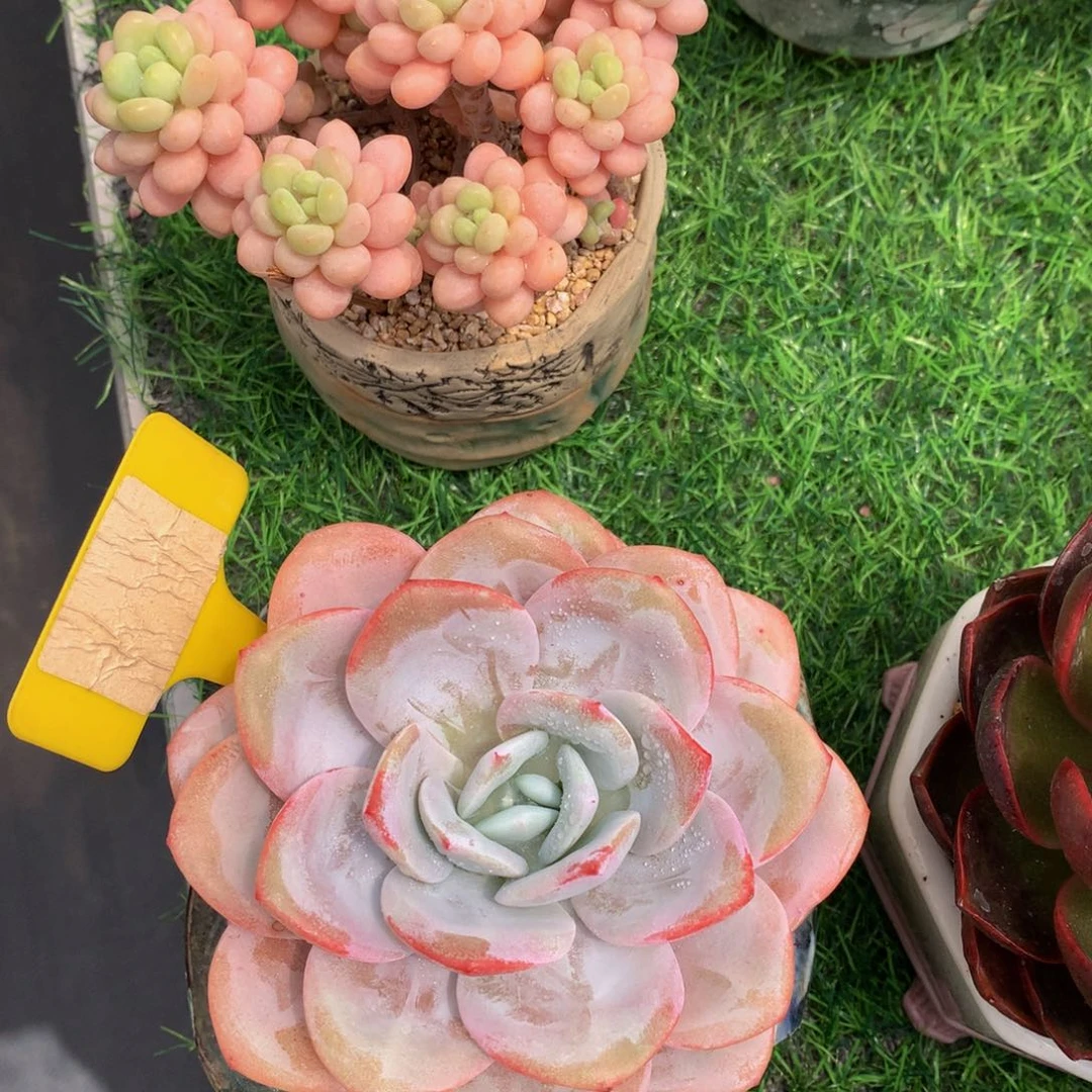 ?奶茶多肉植物yyeyw