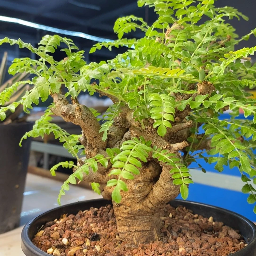 尼勒达乳香产地熟桩