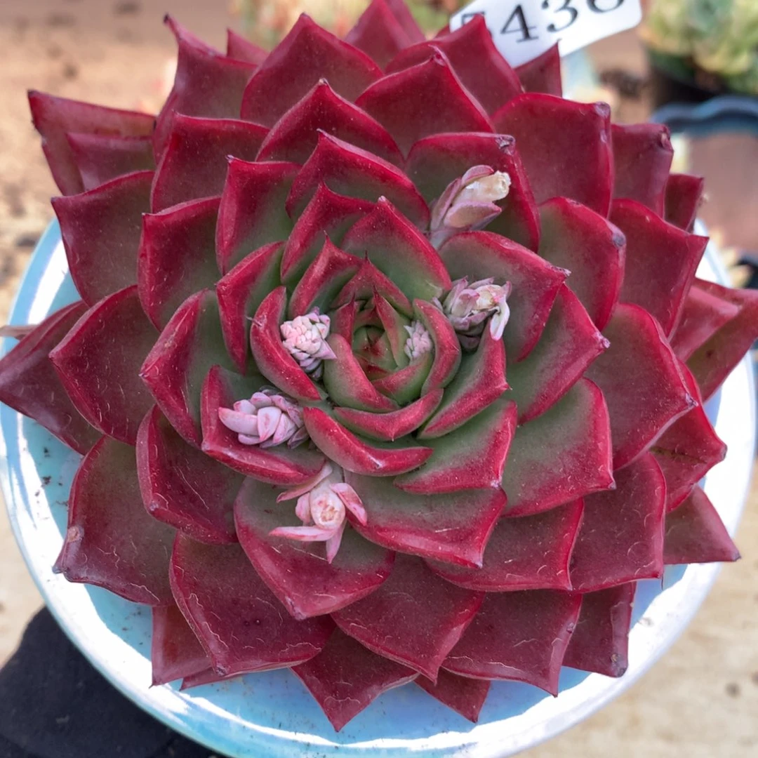 5436杂交多肉老桩