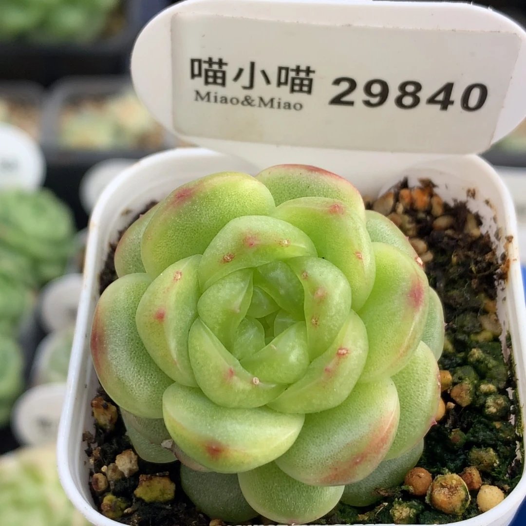 多肉植物杂交珍妮