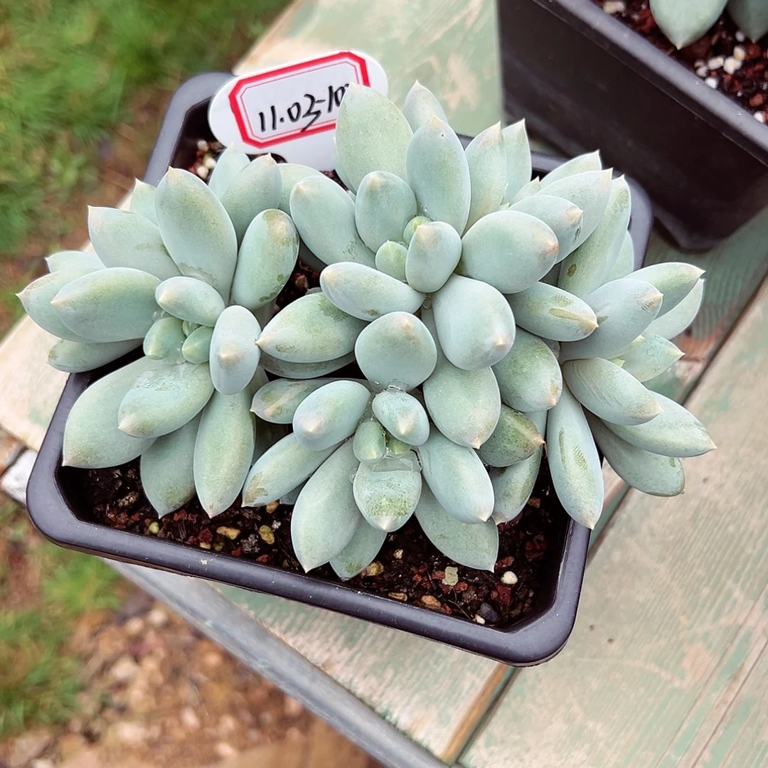 1103-103黄胖体哥特