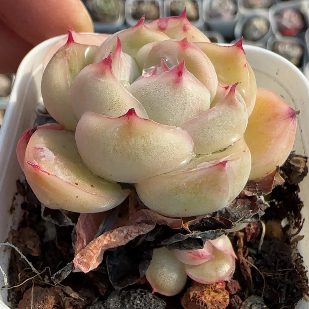 小卡拉米糖心一物一拍