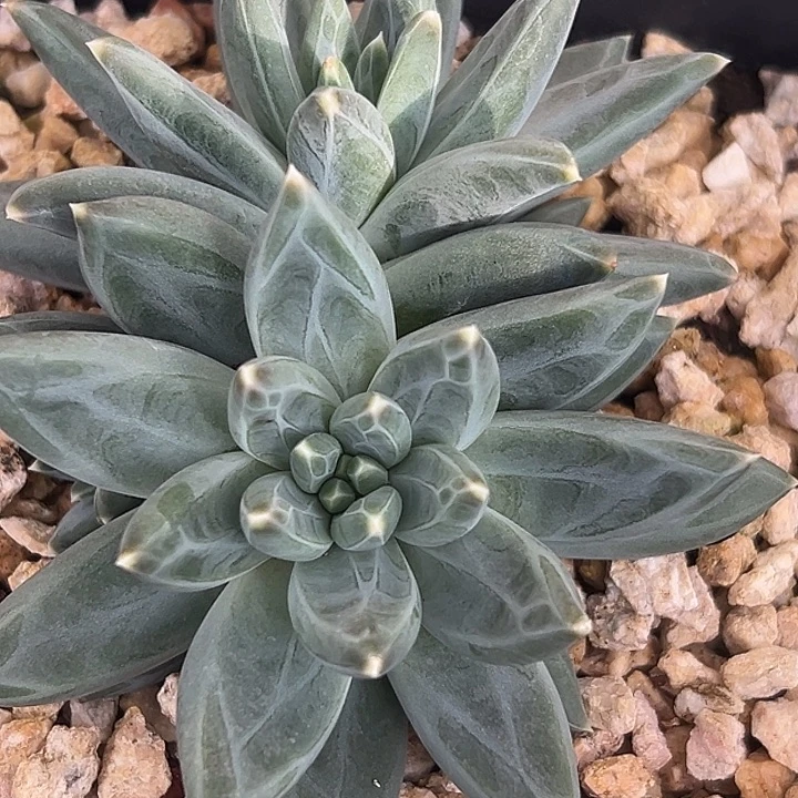 美人群特价一物一拍