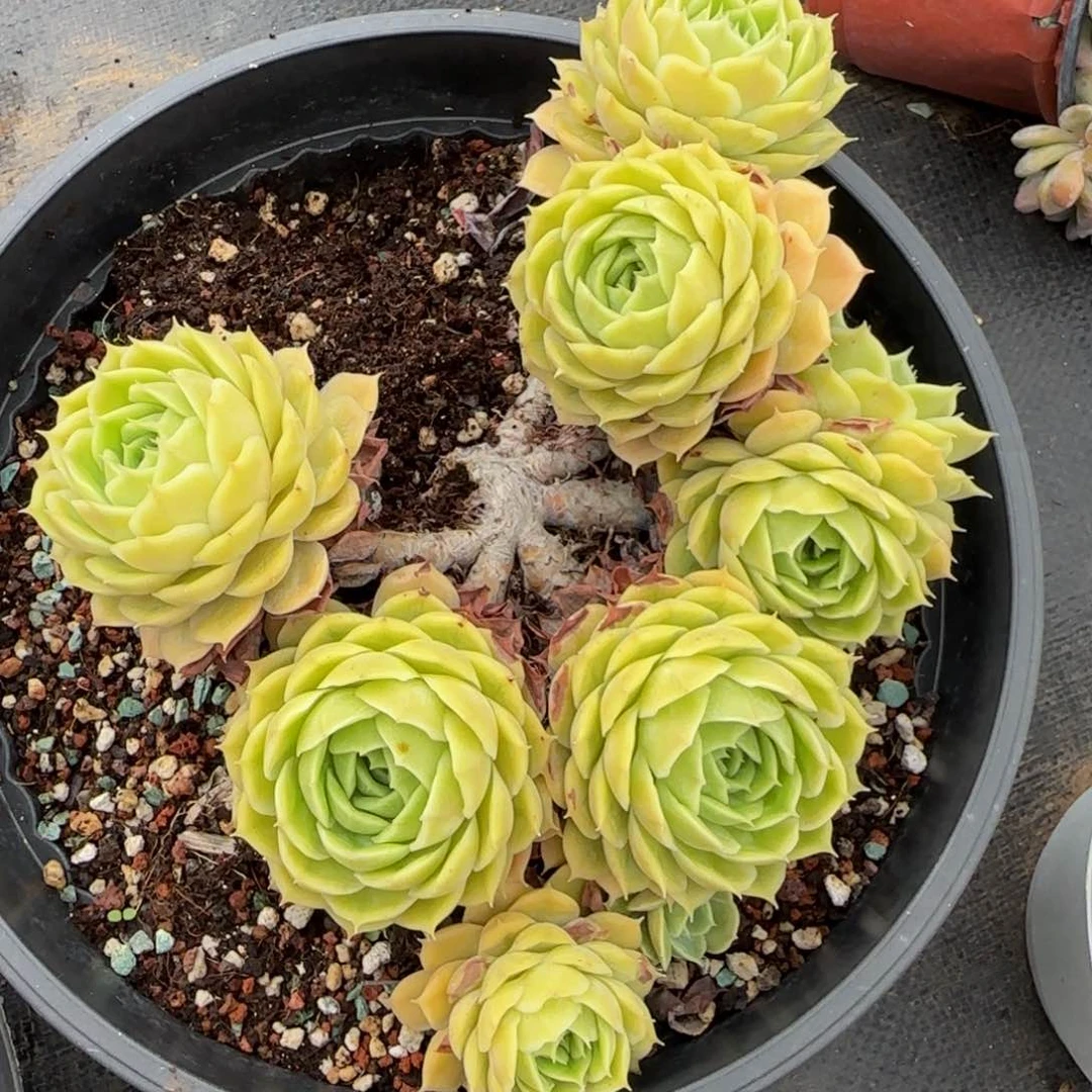 昂斯诺瑕疵赠送29-80