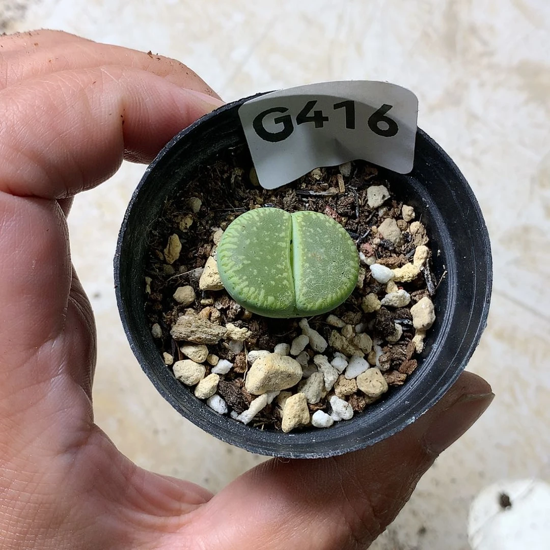 A****ᐝG416多肉植物保护