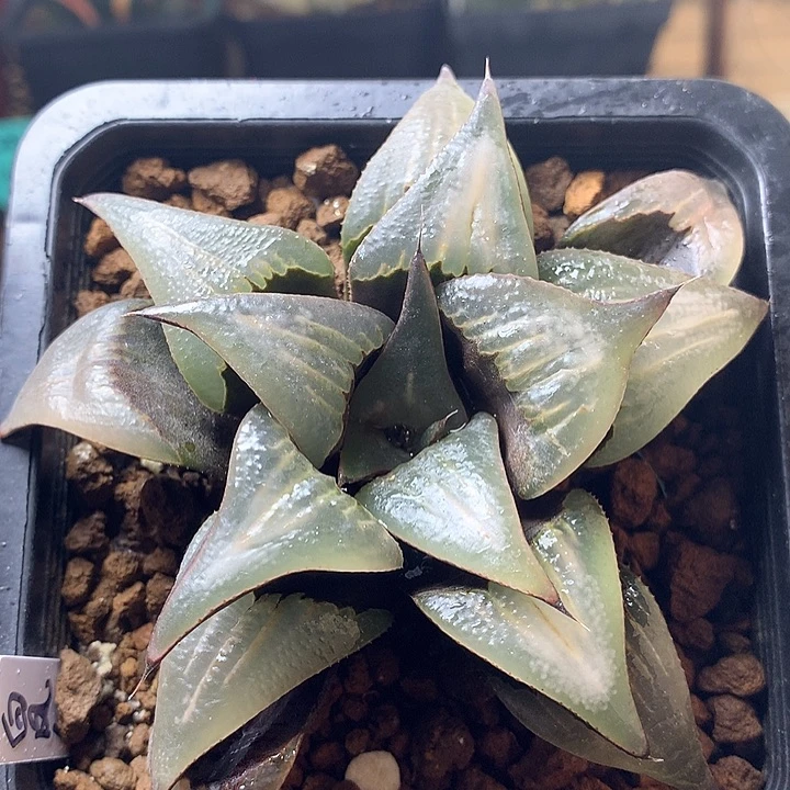 白凤一物一拍带盆