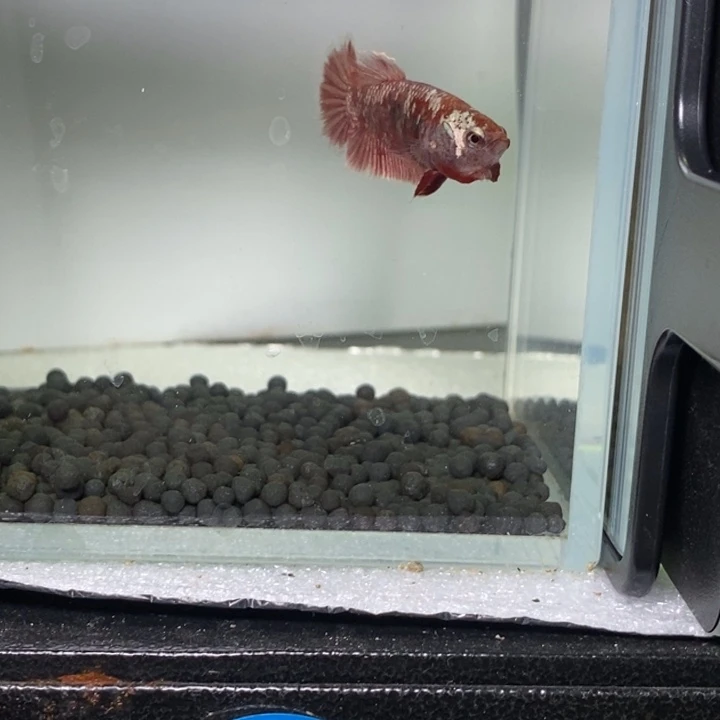 斗鱼泰国斗鱼390号