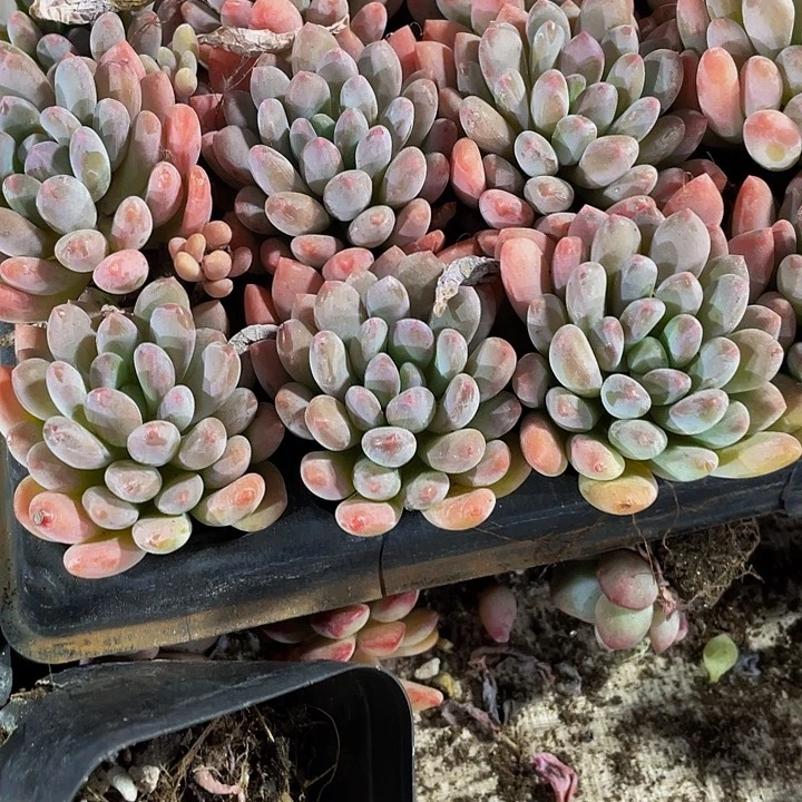 小灯美人1.5带土发