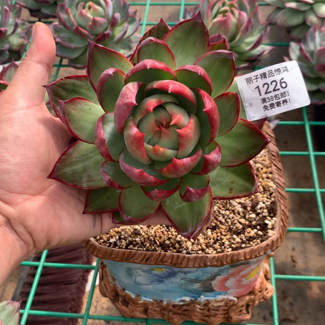 1266惊鸿。多肉植物。尺寸14