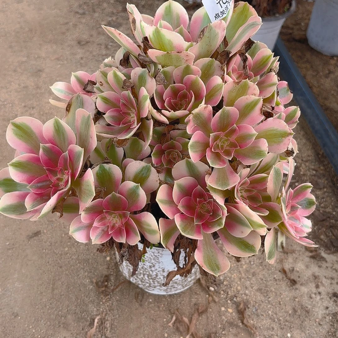 女巫多肉植物手捧237