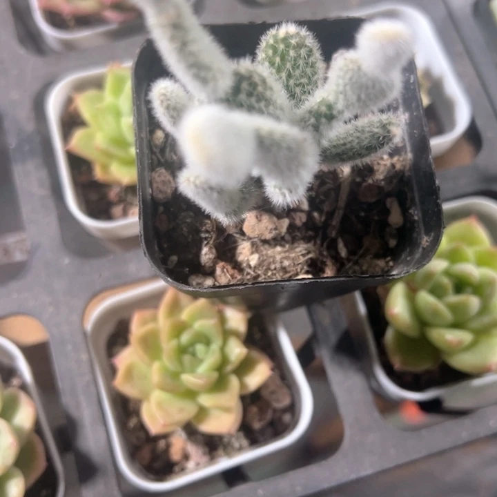 南*?米奇精品多肉植物大战