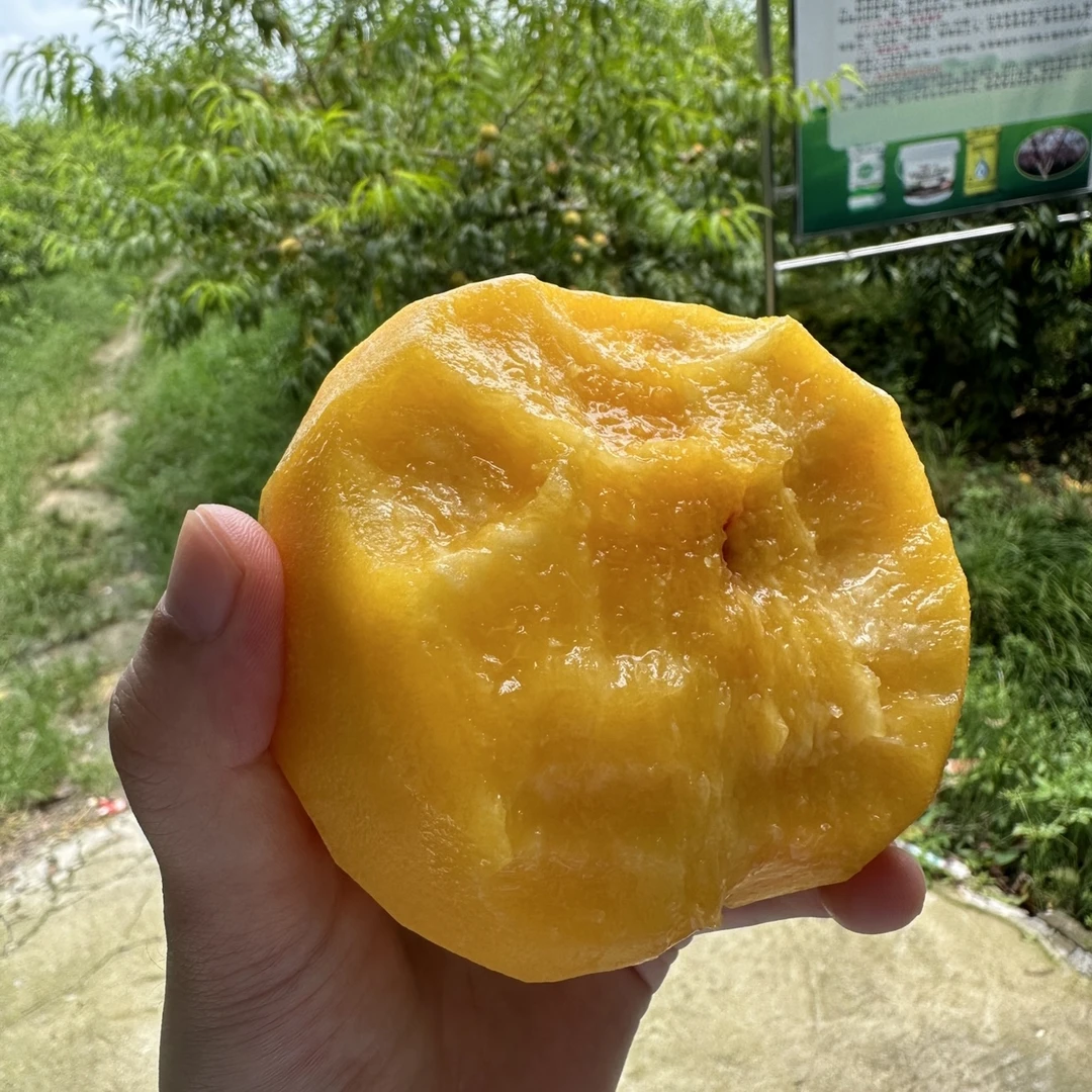 湖北三湖黄桃（现摘现发）4.5斤中果脆甜可口10-12个