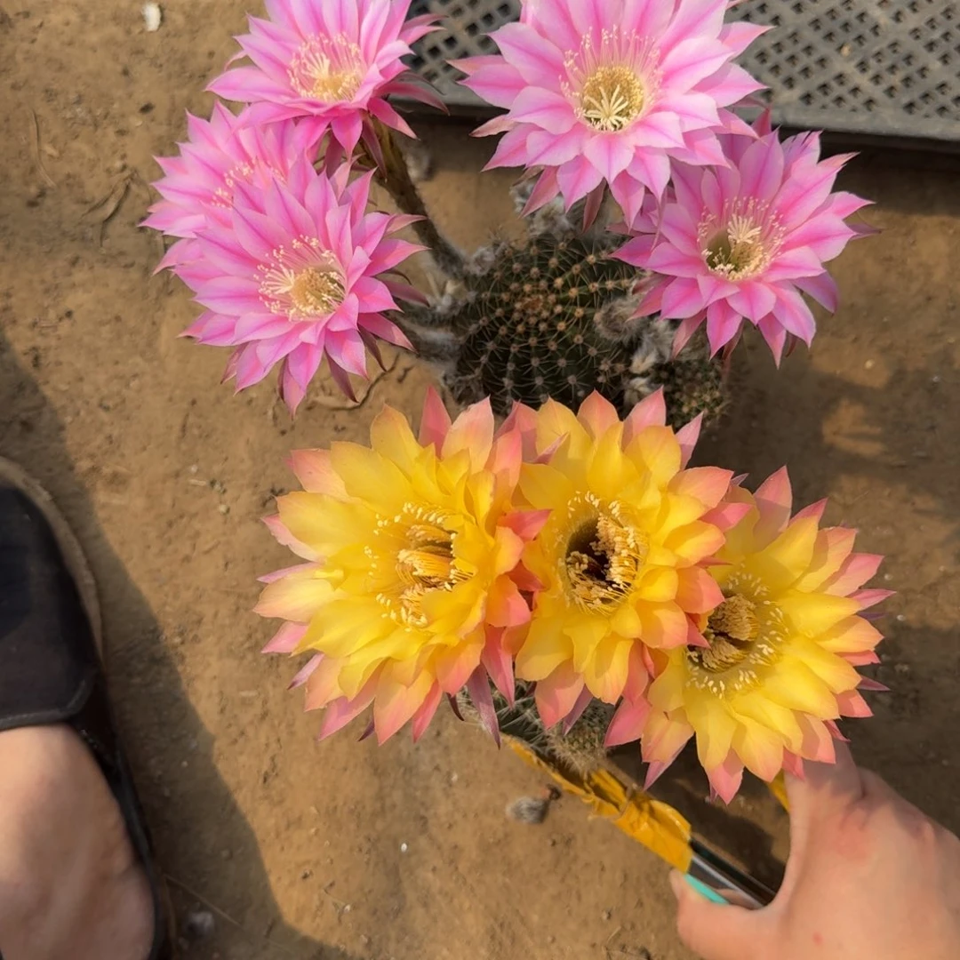 284彩草脱土发货掰花软斑掉侧牙无售后