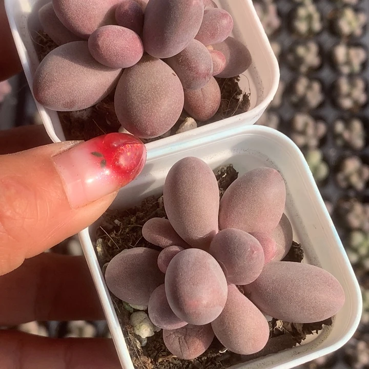 糖果双。（满9.99包邮不满9.99发叶子）