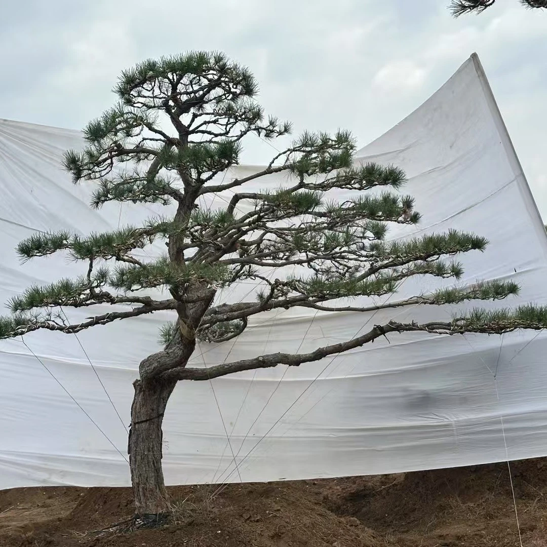 造型松点我对接客服，留下方式，方便线下实地考察造型松基地
