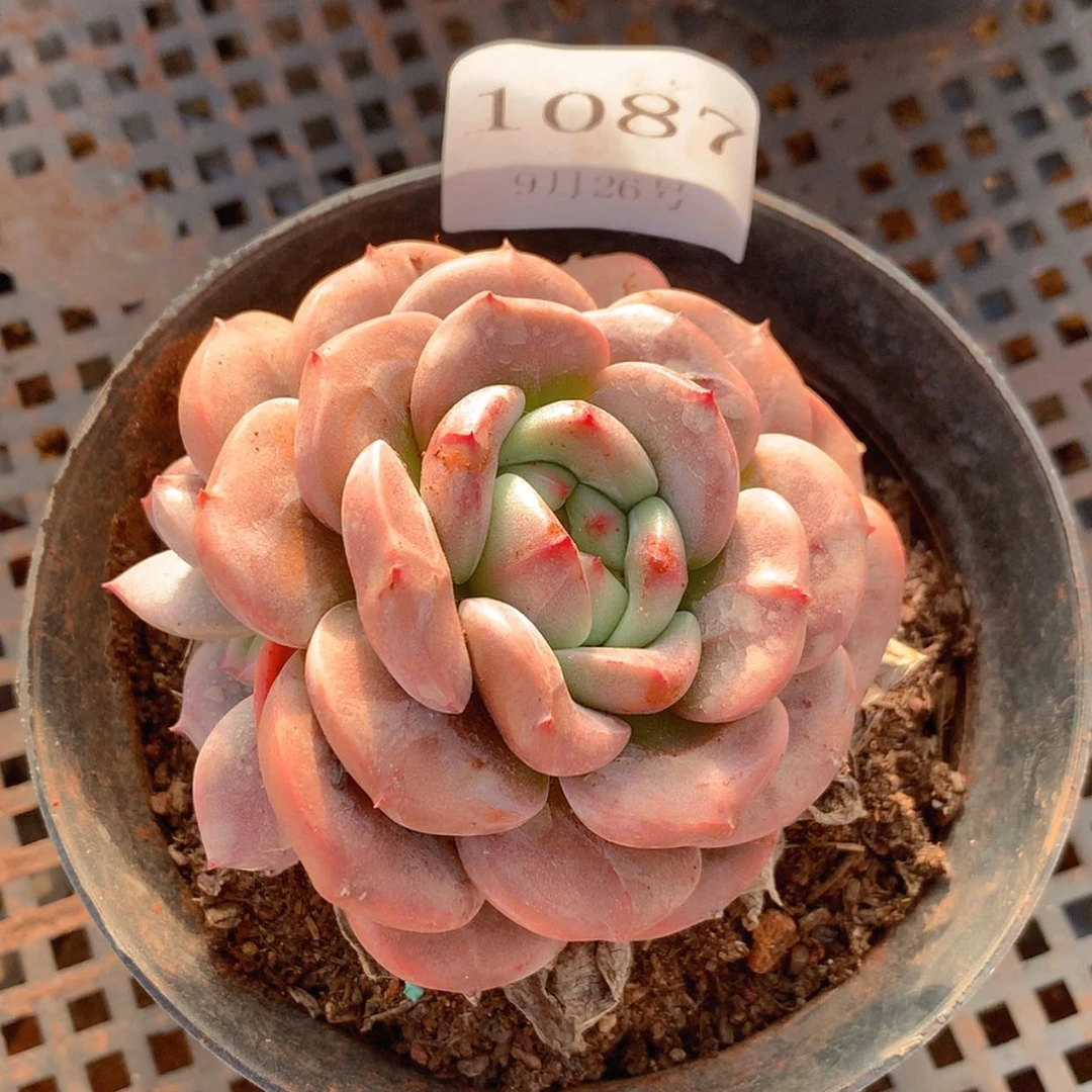 【闪购商品】云1087号Q橙7厘米