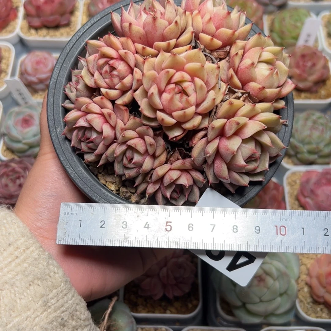 岩*480 多肉植物组合