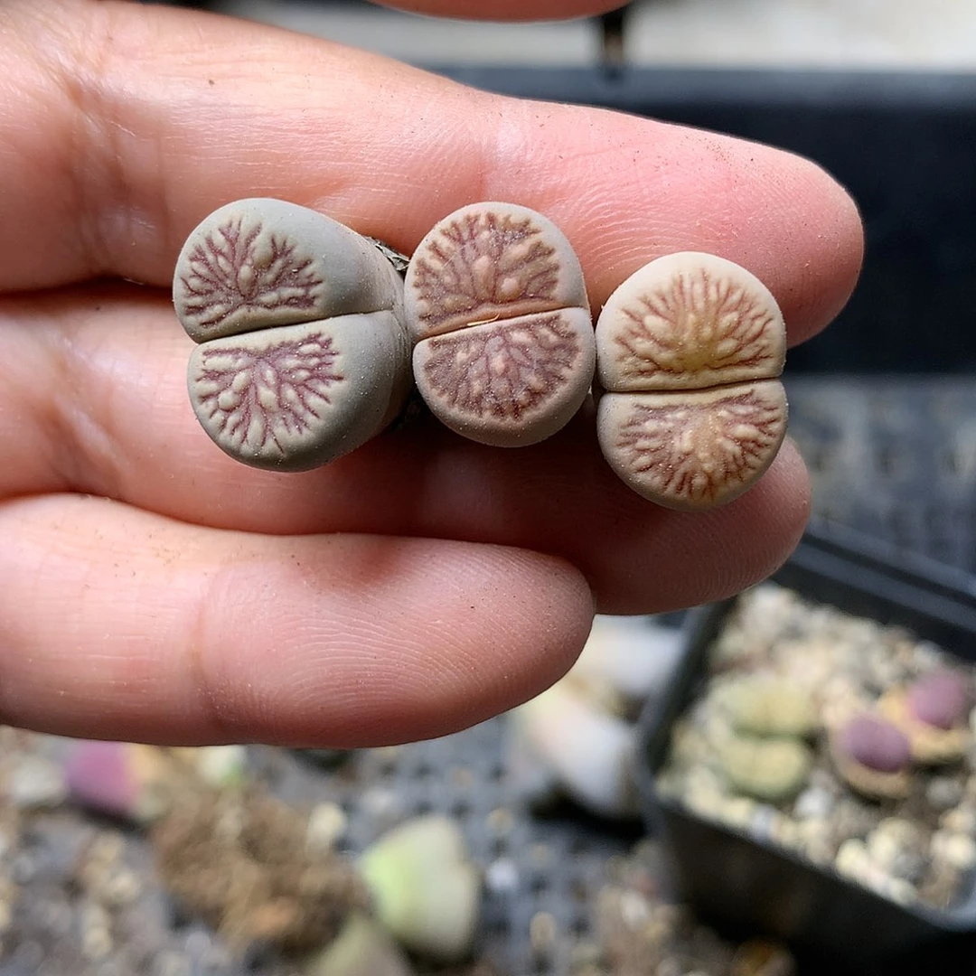 H353多肉植物保护研究所