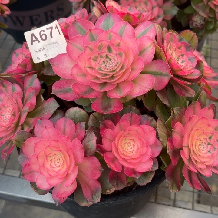 671荔枝22厘米左右