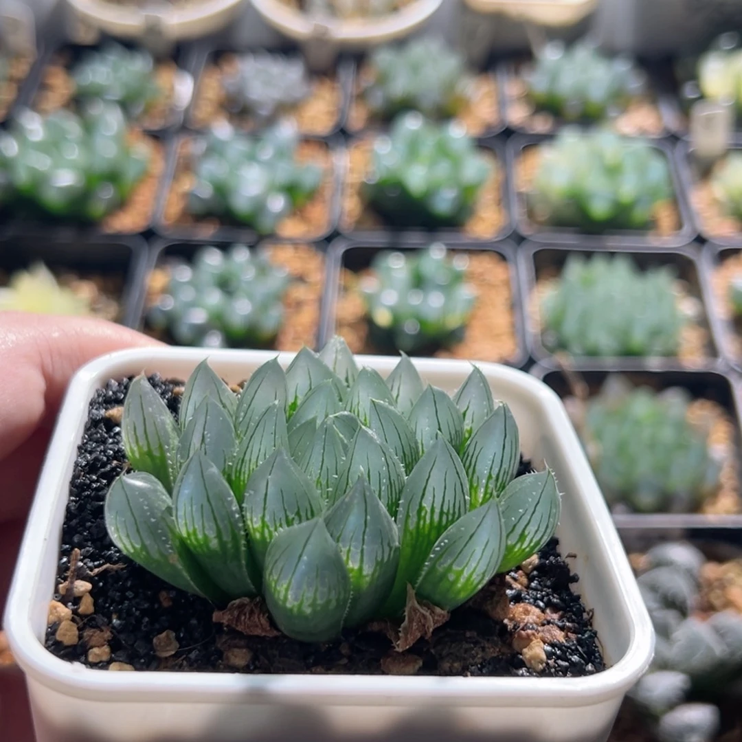 实生针管多肉植物一颗