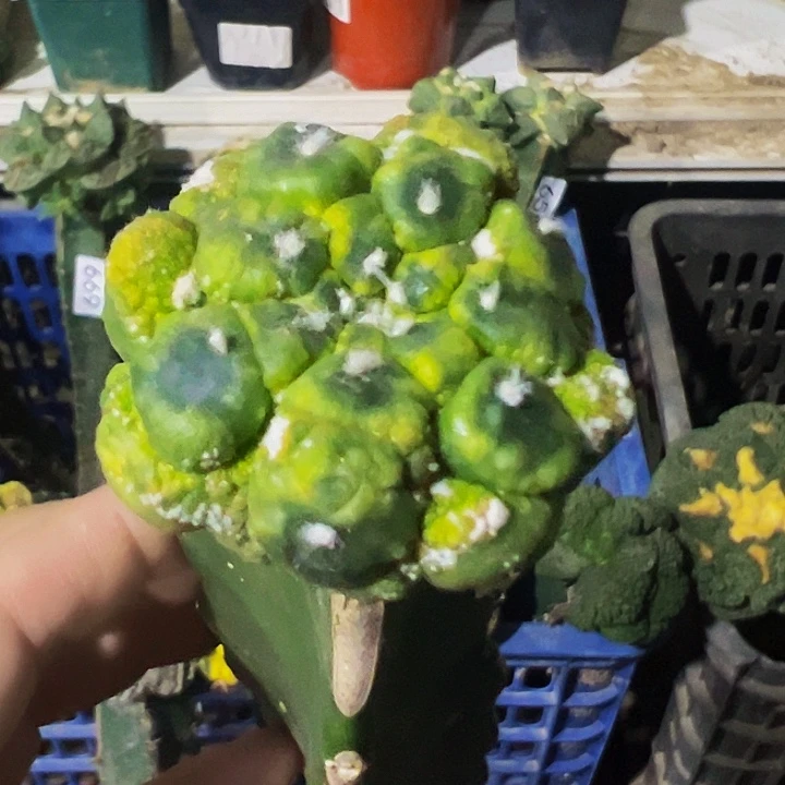 无花朵龟甲悟空兜缀化锦914