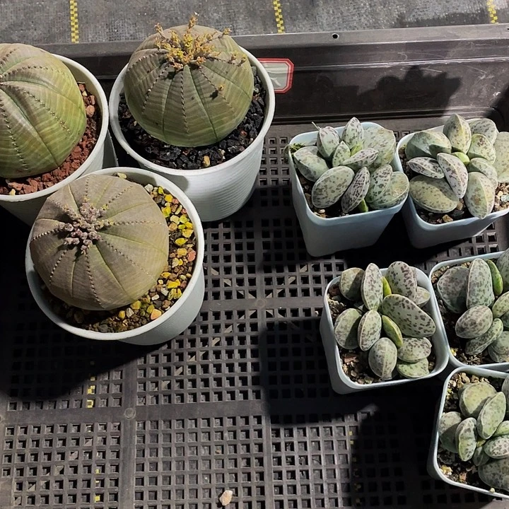 小*61号筐带盆土发货