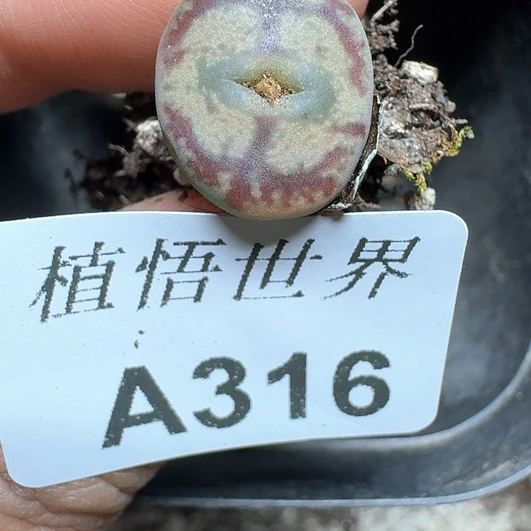 316号多肉植物哇f g
