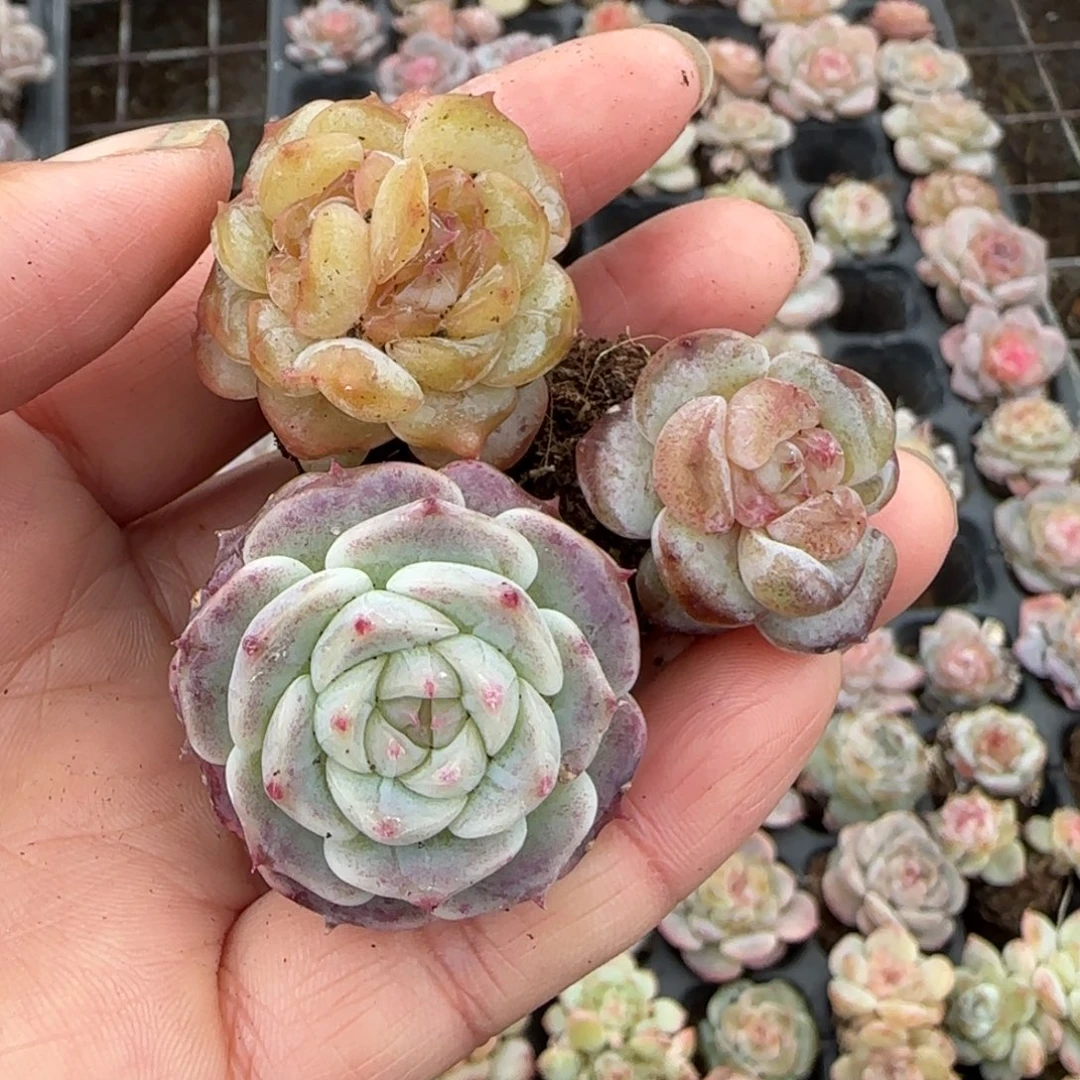 第***币多肉小卡拉米糖心一物一拍