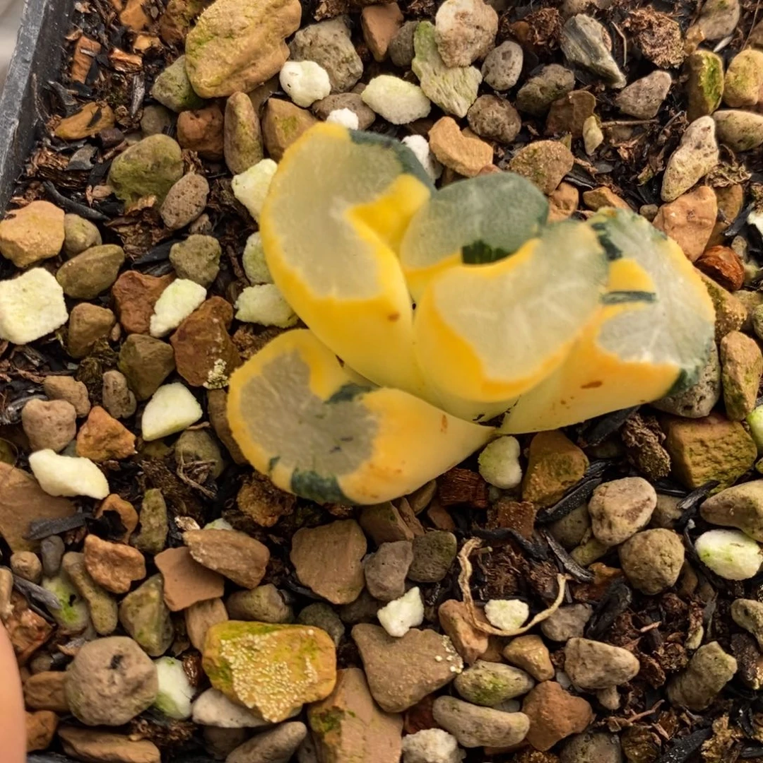 113号大明湖万象锦带盆