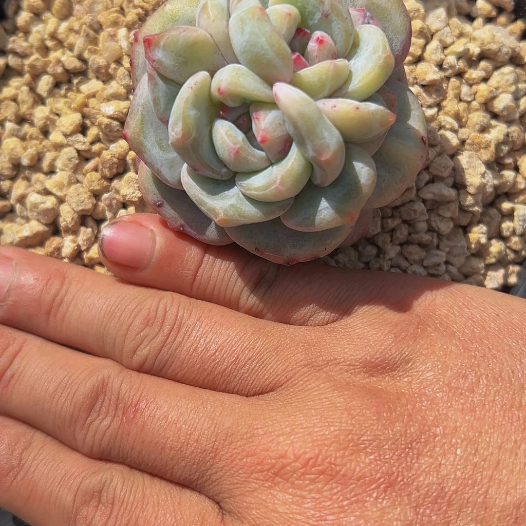 阿****德a a a a a a a a 25