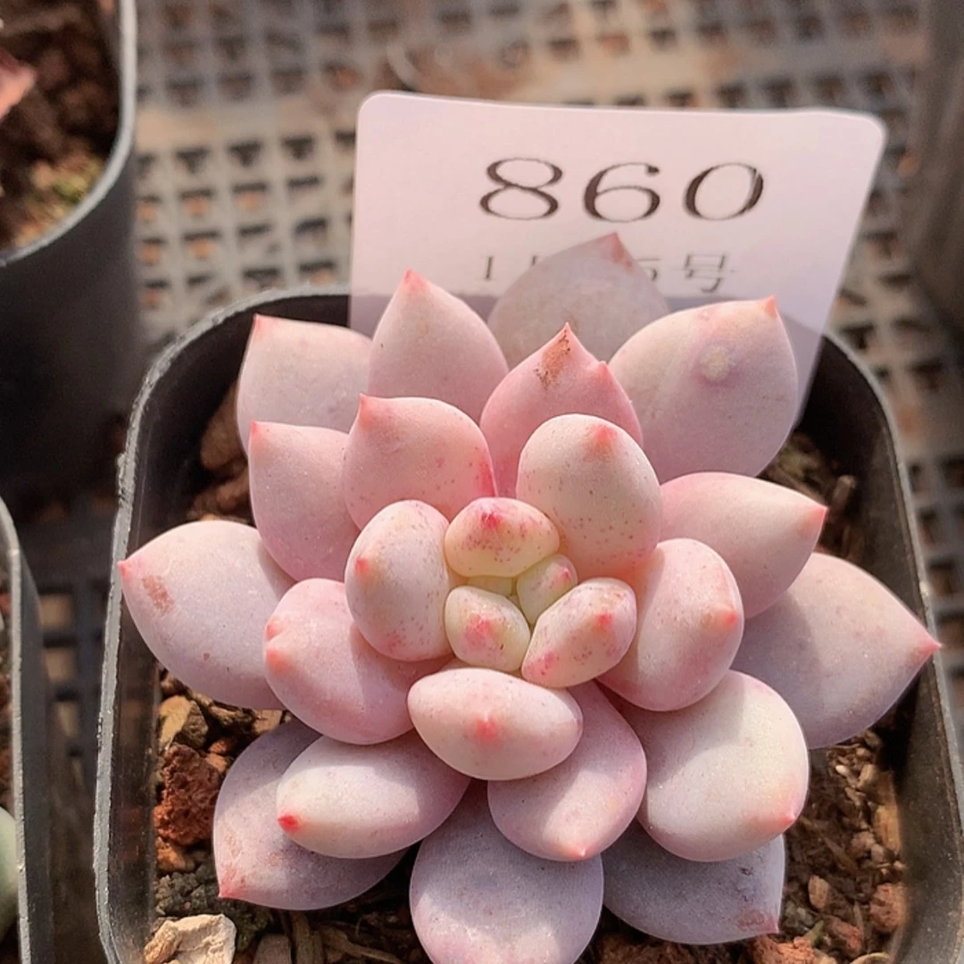 【闪购商品】云860半夏