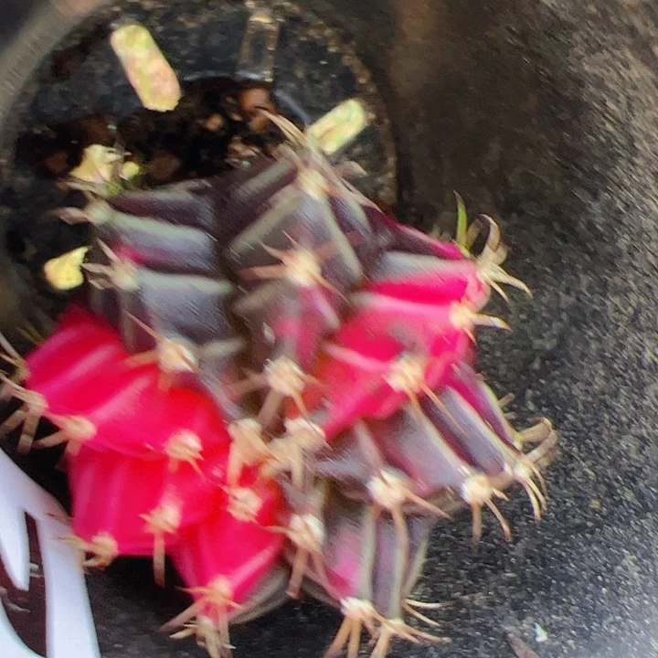 用***7当前无花栽培后可以开花322