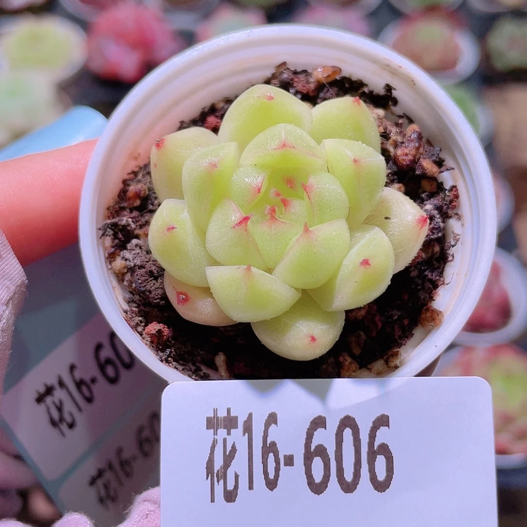花利美16-606麦秆