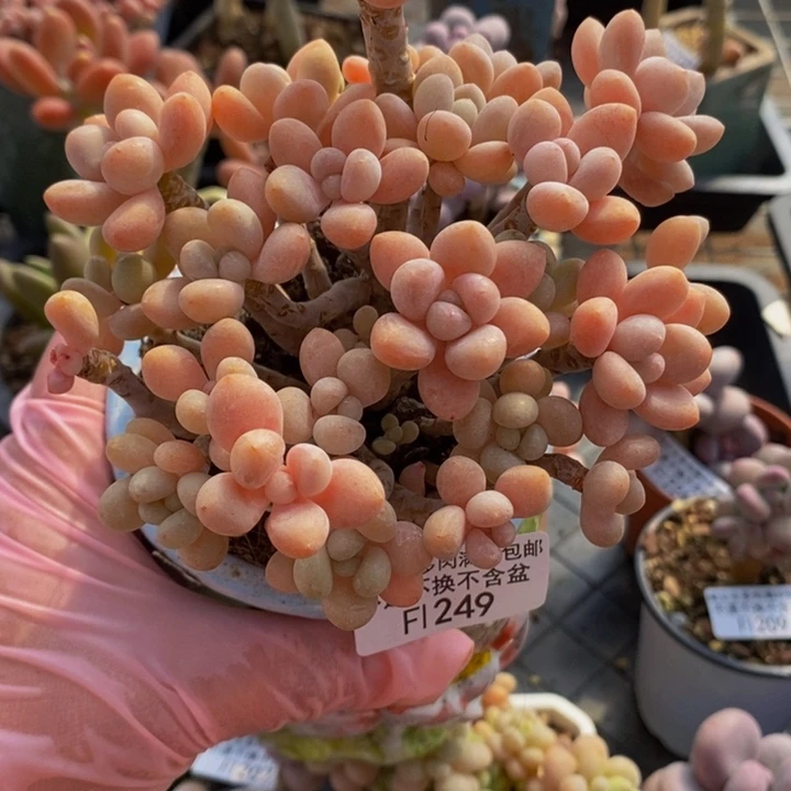 鱼子酱老桩10cm249多肉植物