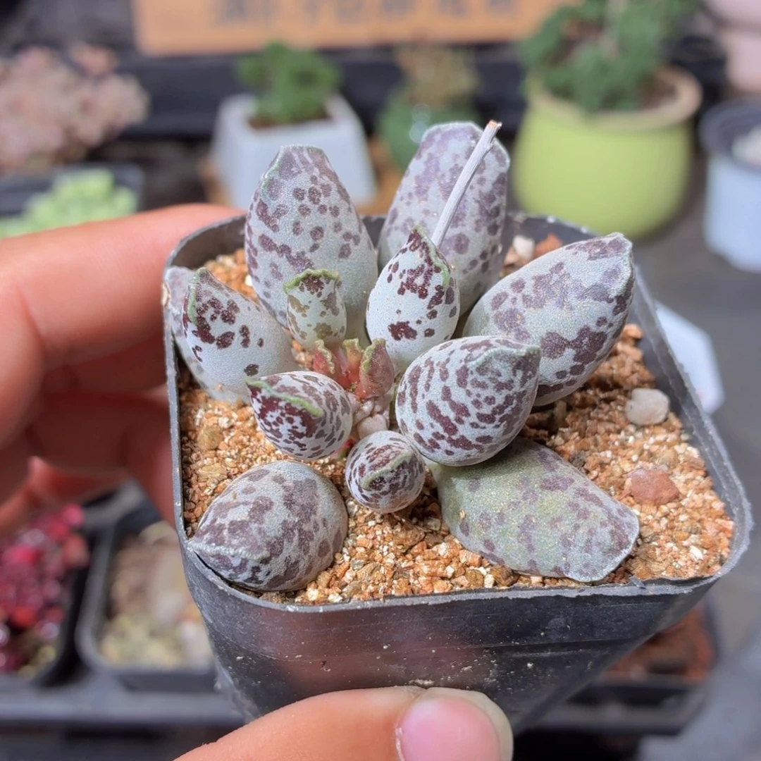 海豹多肉9.9包邮发货