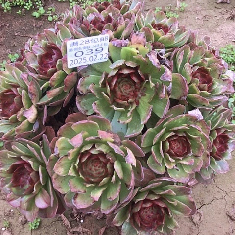 22-39红丝绒多肉植物