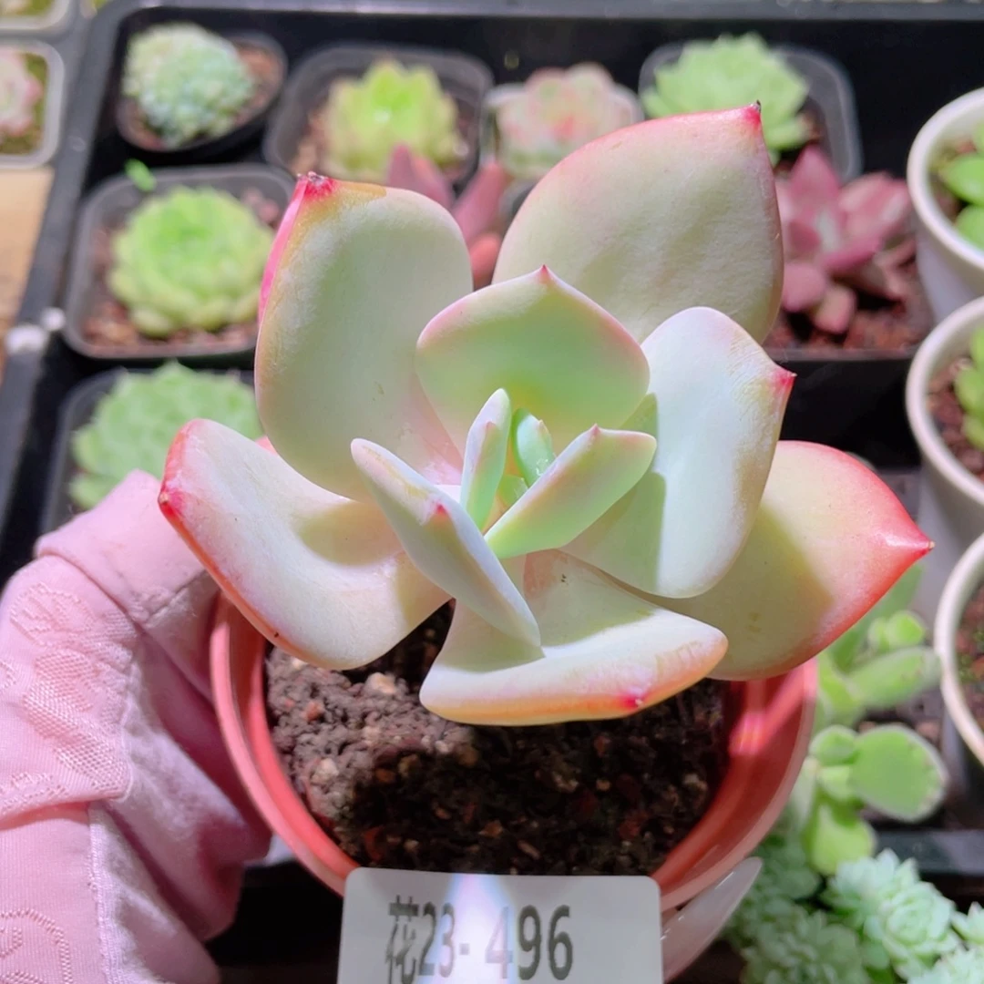 花利美23-496白凤