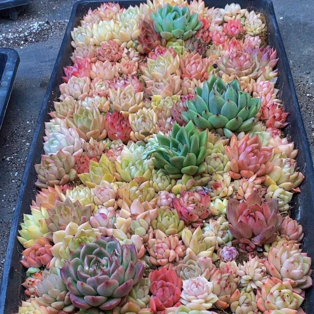 022多肉植物保护研究所所长助理