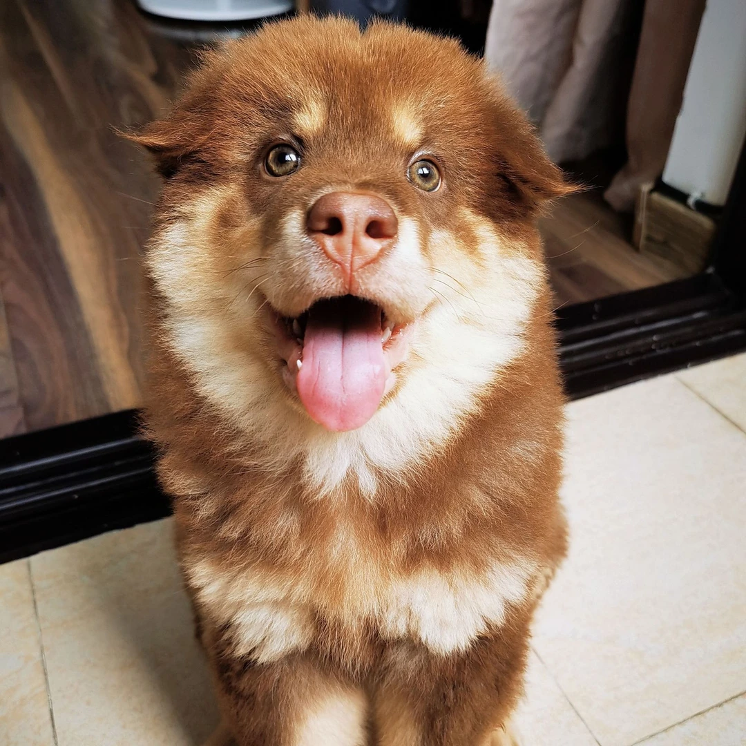 【宾宾土松】中华田园犬（一物一拍）家庭宠物狗狗活体可爱幼犬