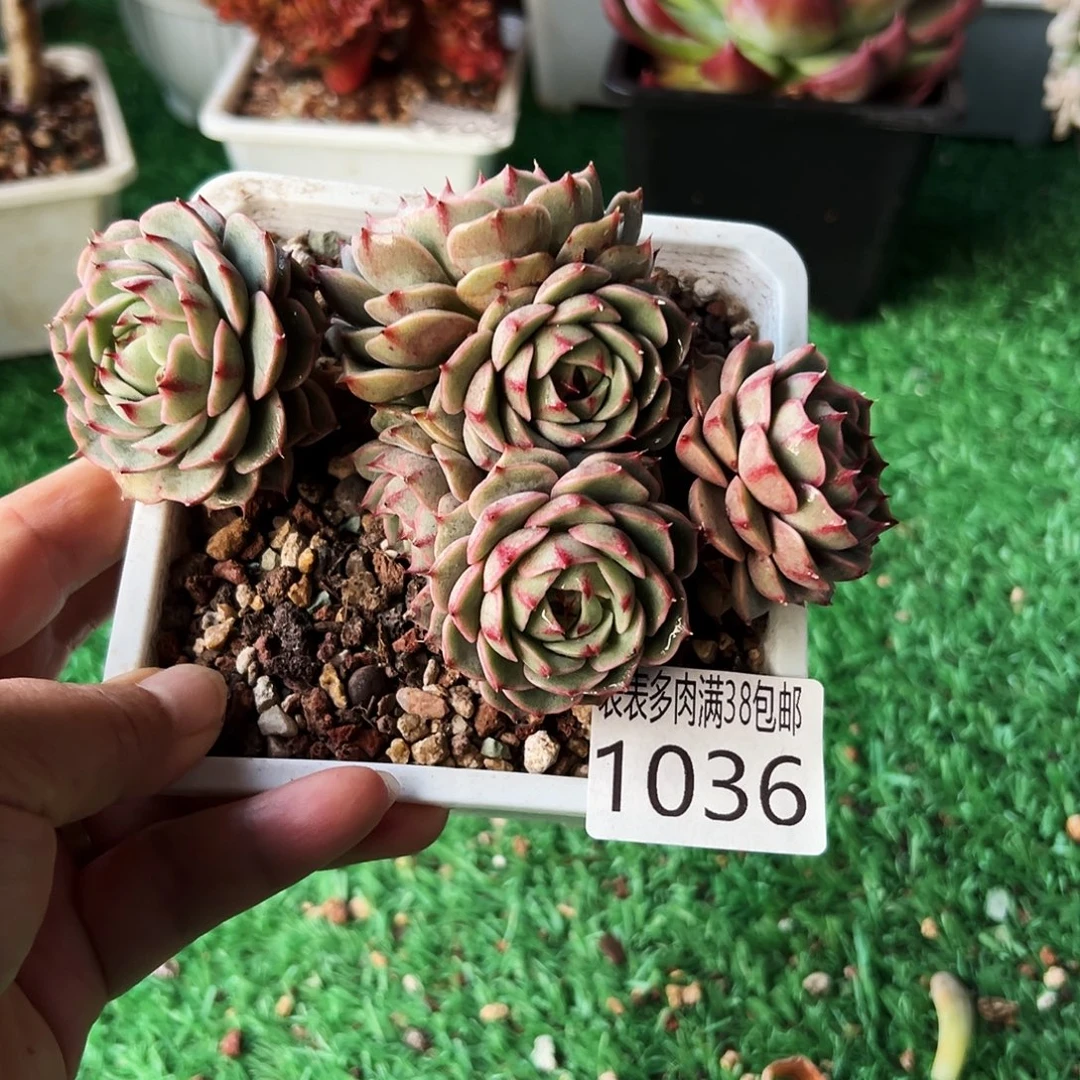 无花朵多肉一物一拍植物1036