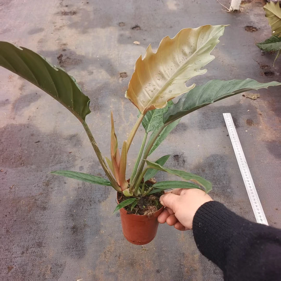 120#冥王星蔓绿绒盆栽