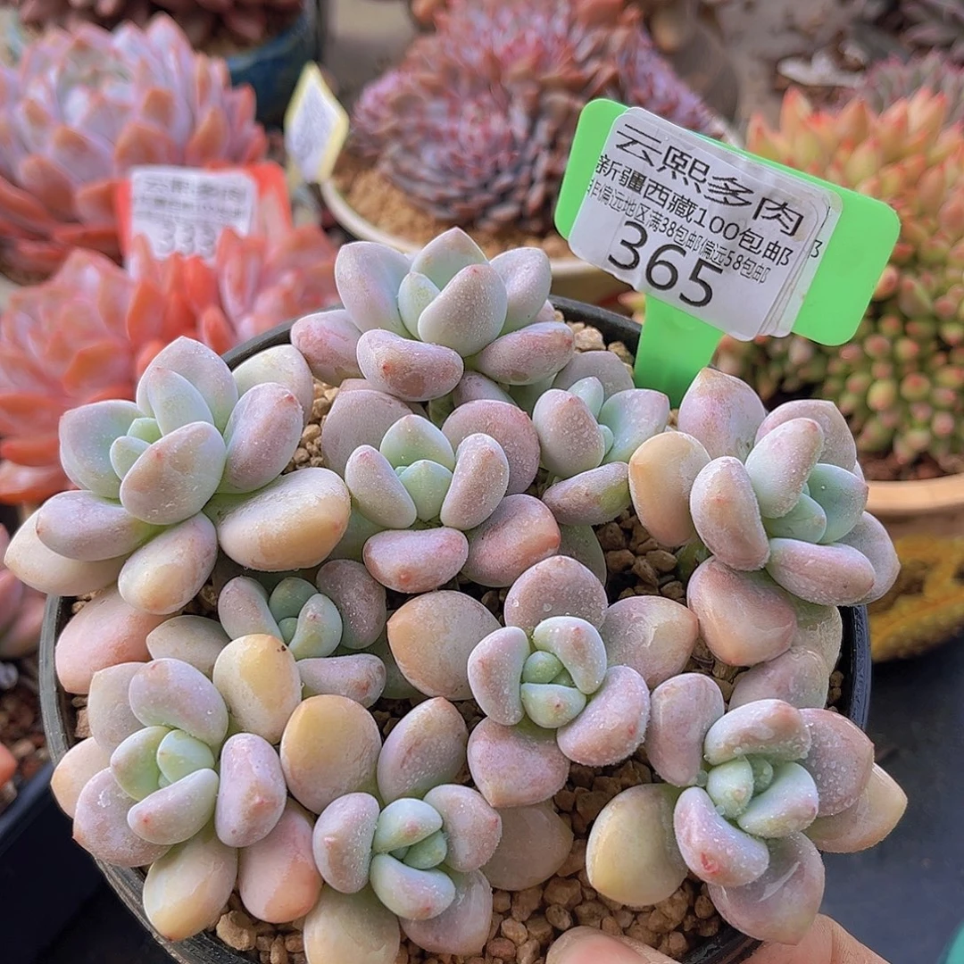 365洛神多肉植物。