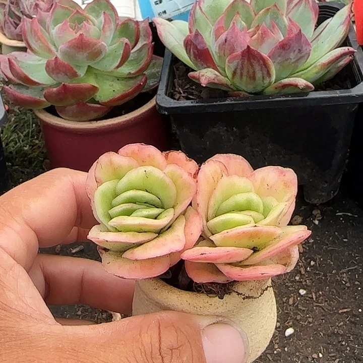 冰玫瑰惊鸿一物一拍包装收缩花旱