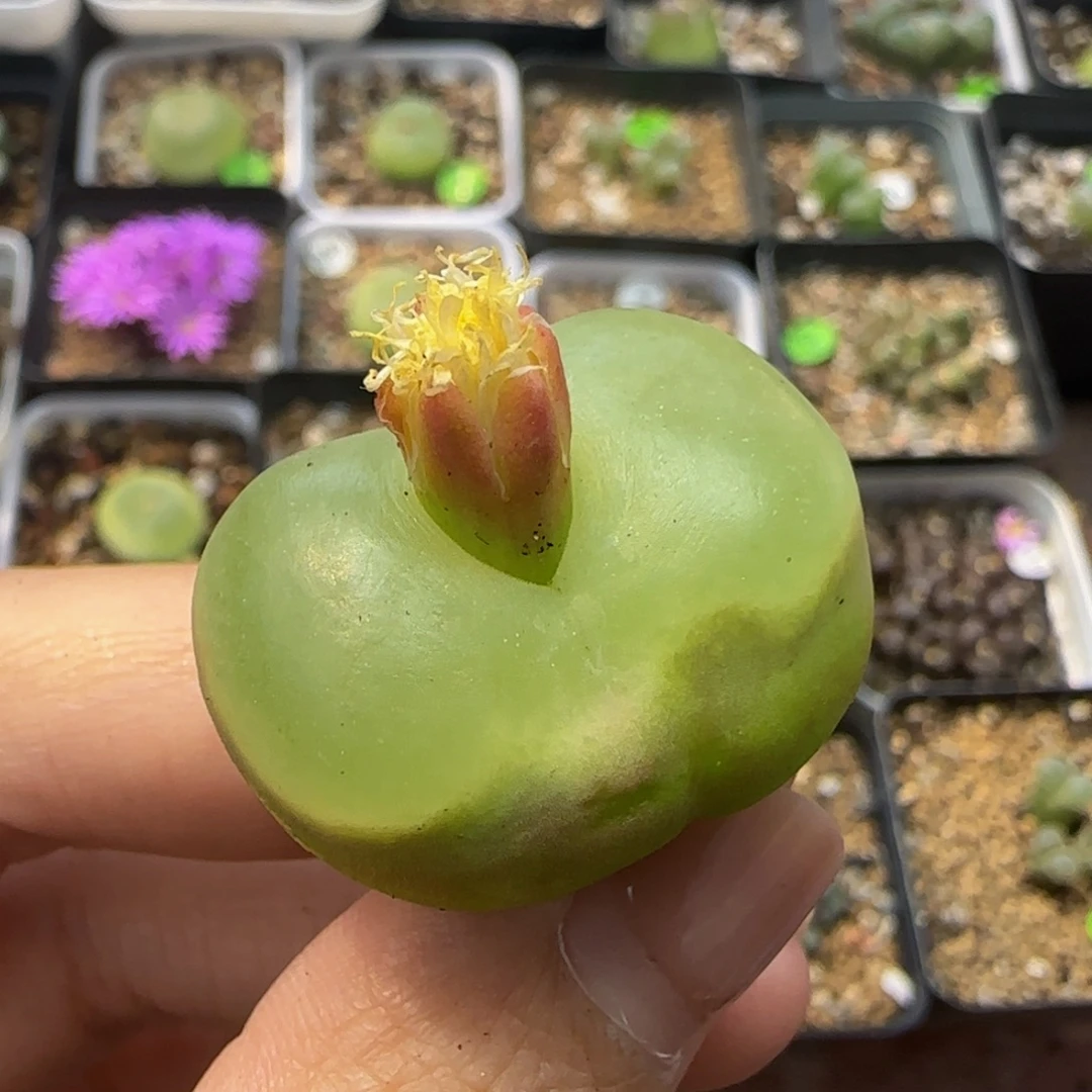 2.9（瑕疵）多肉植物282