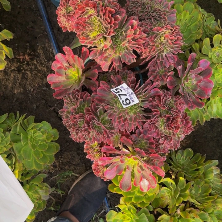 美杜莎花30-23包邮花花
