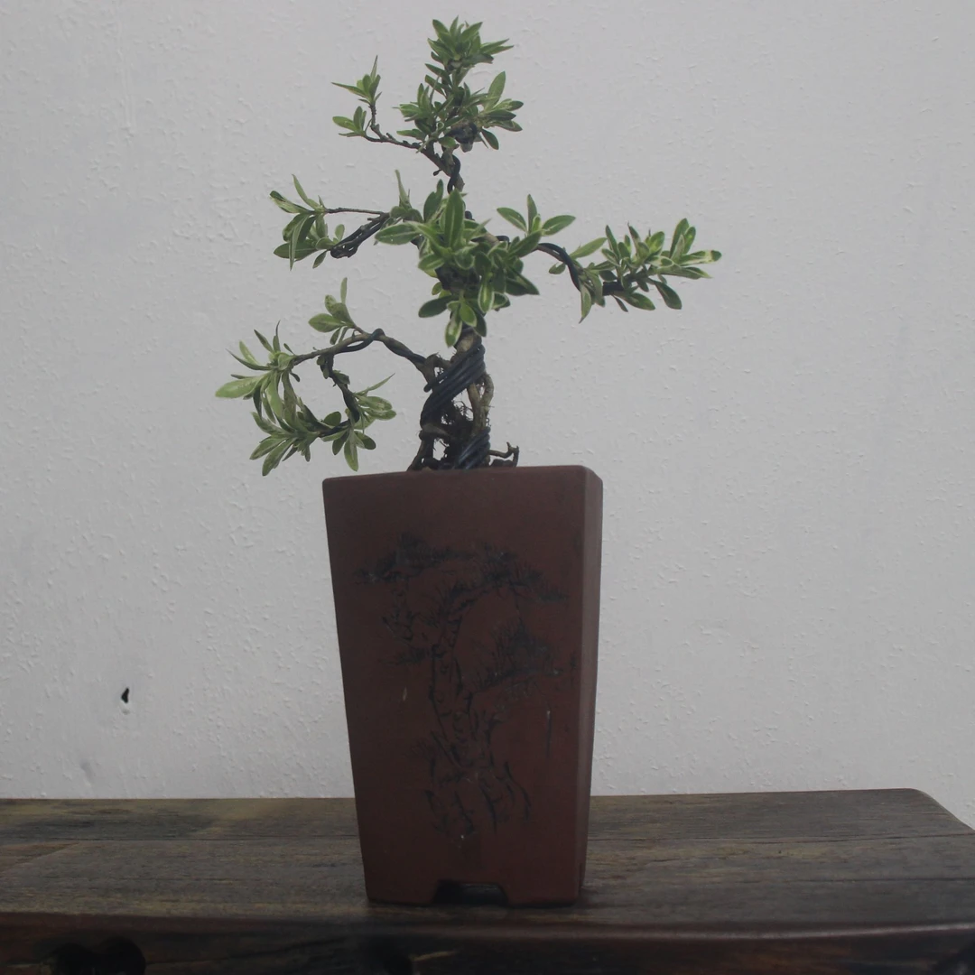 宜兴精品紫砂花盆套餐