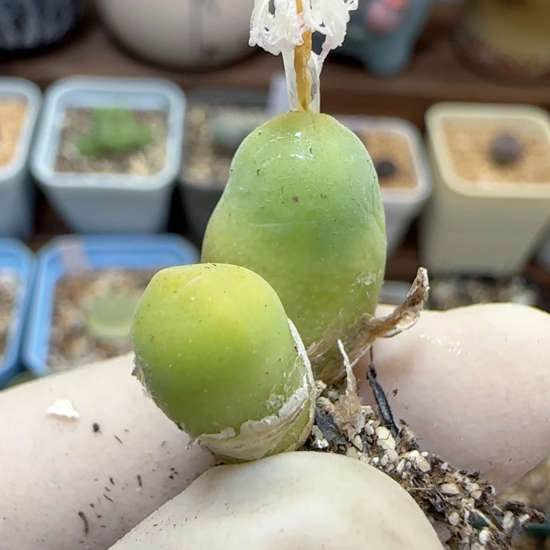 520福利福利福利