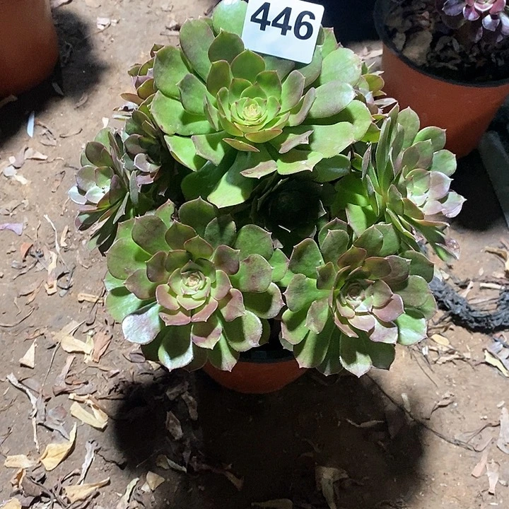 思**宝法师植物12345678