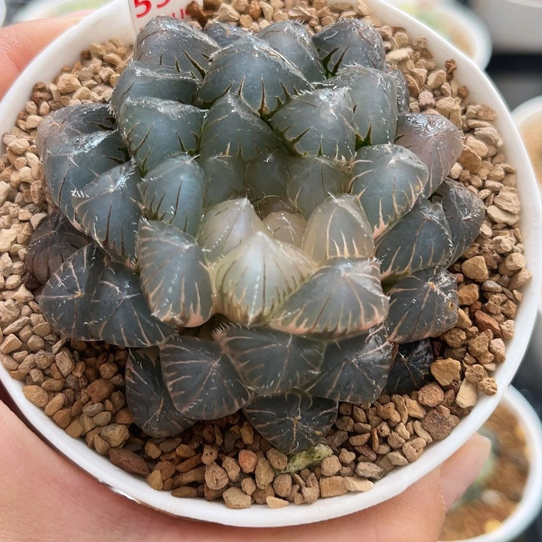 553实生玉露锦福利